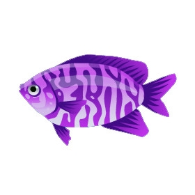 Purple Gourami